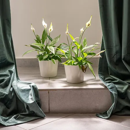 Apartman Belle Arti